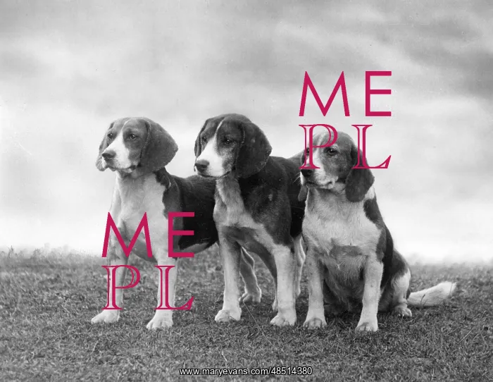 : FALL / BEAGLE / 1937 : FALL / BEAGLE / 1937