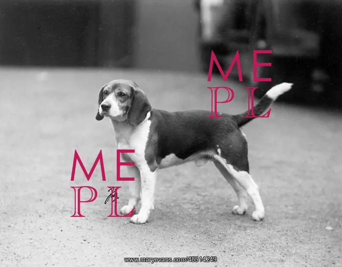 : FALL / BEAGLE / 1938