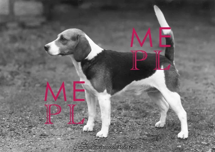  : FALL / BEAGLE / 1958