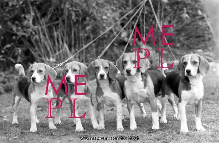  : FALL / BEAGLE / 1959