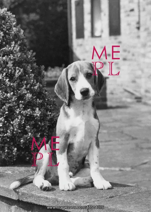  : FALL / BEAGLE / 1967