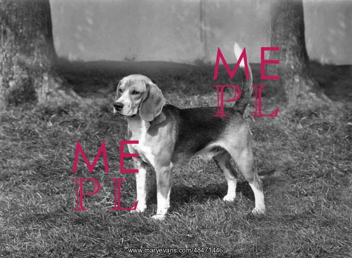  : FALL / BEAGLE / 1968