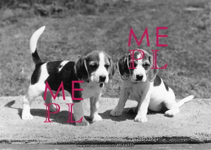: FALL / BEAGLE / 1971 : FALL / BEAGLE / 1971
