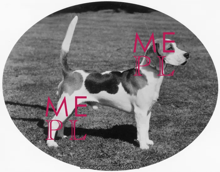  : FALL / BEAGLE / 1979