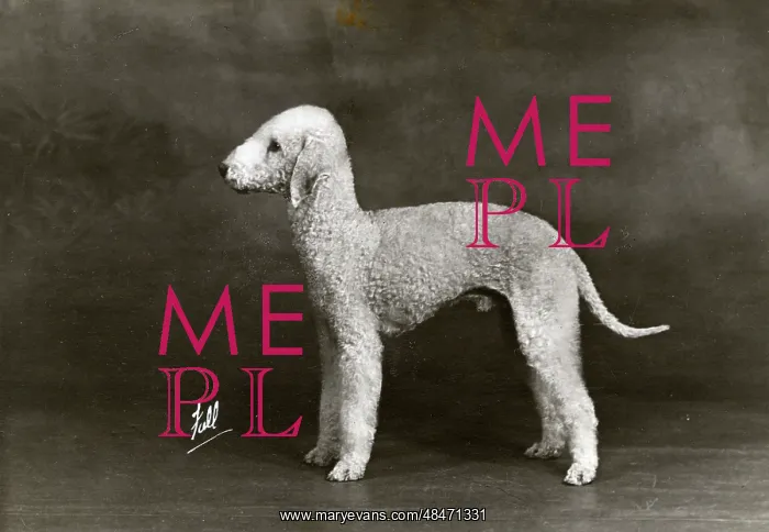  : FALL / BEDLINGTON / 1946
