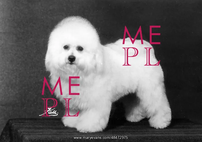 : FALL / BICHON FRISE / 1975 : FALL / BICHON FRISE / 1975