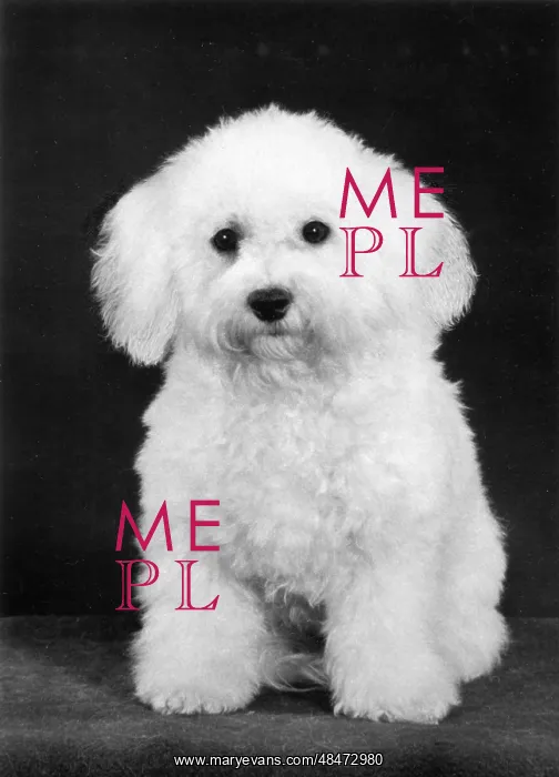  : FALL / BICHON FRISE / 1975
