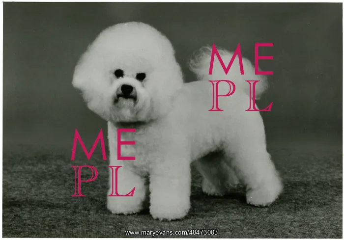  : FALL / BICHON FRISE / 1990