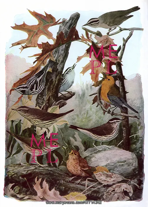  : Fall Birds