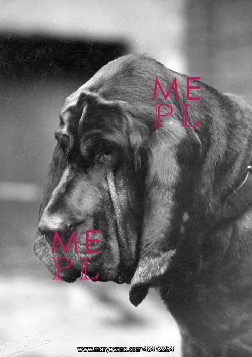  : FALL / BLOODHOUND / 1927