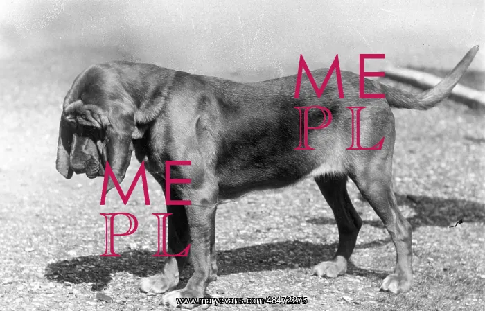  : FALL / BLOODHOUND / 1938