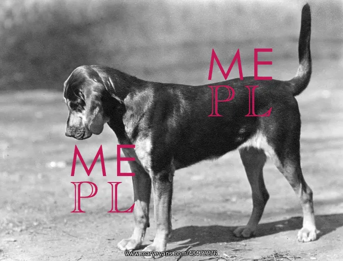  : FALL / BLOODHOUND / 1947