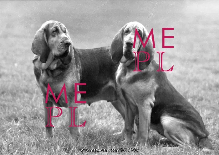  : FALL / BLOODHOUND / 1961