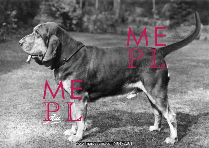  : FALL / BLOODHOUND / 1963
