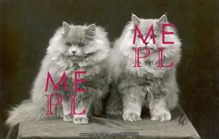 : FALL / BLUE PERSIAN CATS : FALL / BLUE PERSIAN CATS
