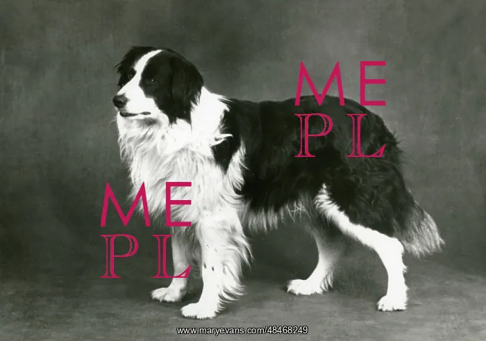  : FALL / BORDER COLLIE / 1962