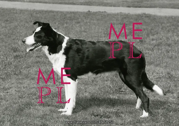  : FALL / BORDER COLLIE / 1967
