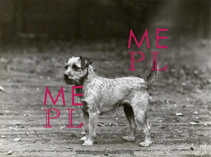  : FALL / BORDER TERRIER / 1932