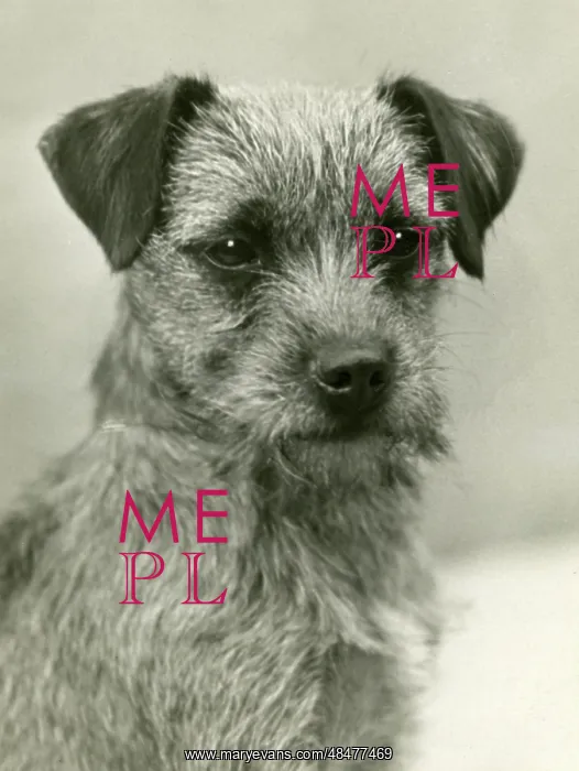  : FALL / BORDER TERRIER / 1932