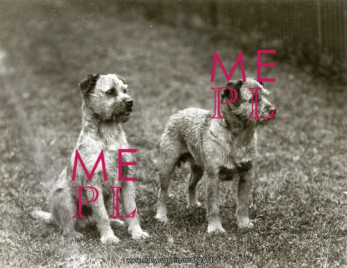 : FALL / BORDER TERRIER / 1938 : FALL / BORDER TERRIER / 1938
