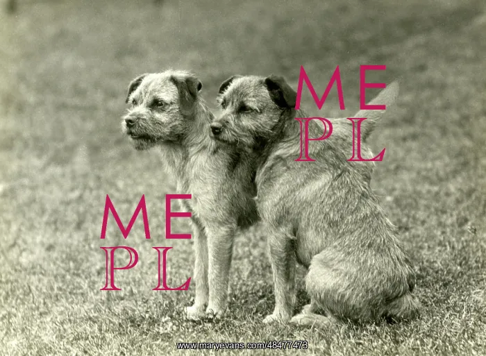 : FALL / BORDER TERRIER / 1938 : FALL / BORDER TERRIER / 1938