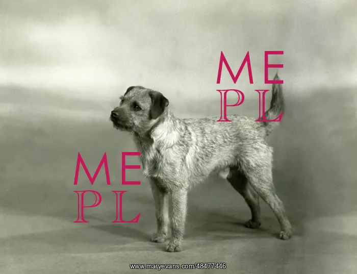  : FALL / BORDER TERRIER / 1940