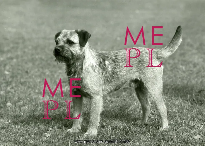  : FALL / BORDER TERRIER / 1958