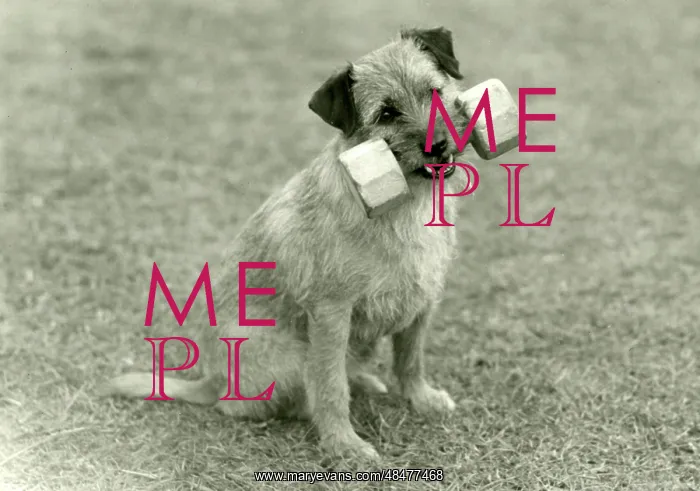 : FALL / BORDER TERRIER / 1960 : FALL / BORDER TERRIER / 1960