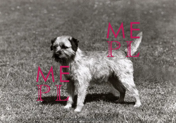  : FALL / BORDER TERRIER / 1966