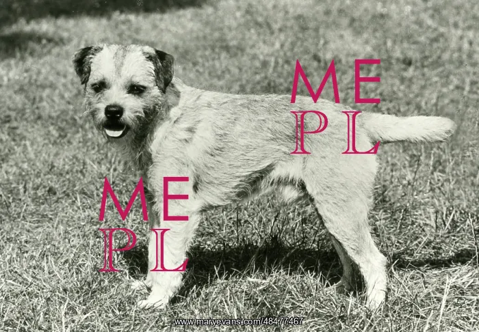  : FALL / BORDER TERRIER / 1973