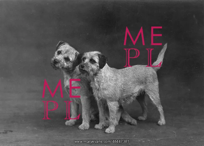 : Fall / Border Terriers : Fall / Border Terriers