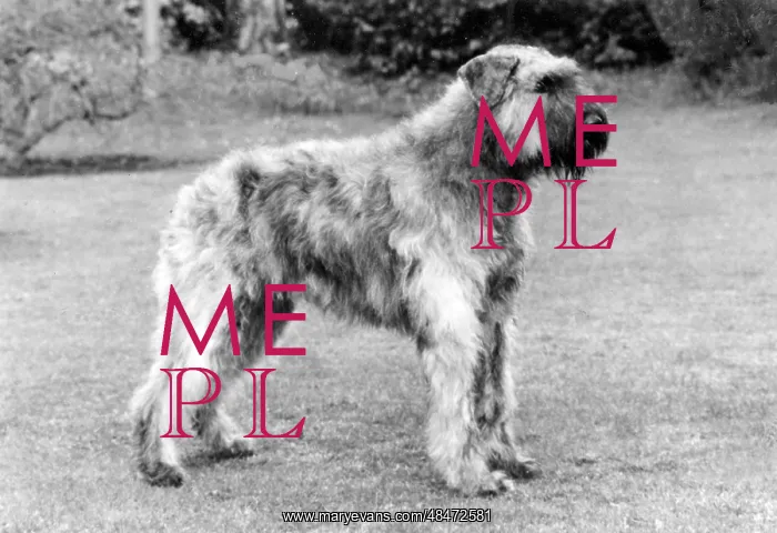 : FALL / BOUVIER DES FLANDRE : FALL / BOUVIER DES FLANDRE