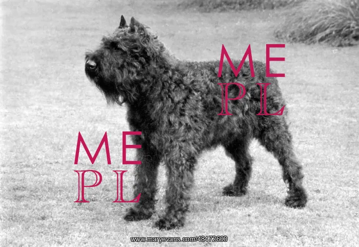  : FALL / BOUVIER DES FLANDRE
