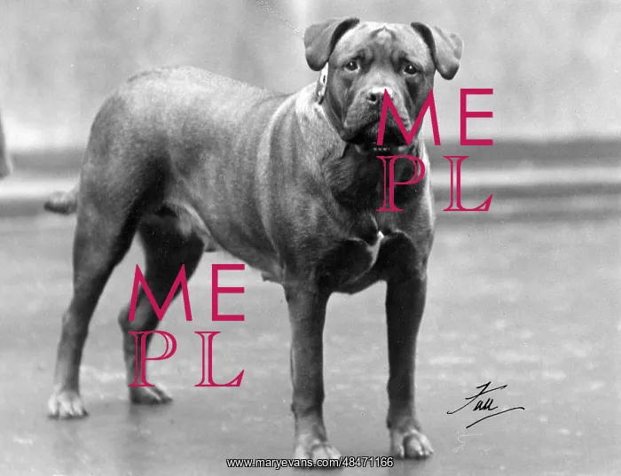  : FALL / BULL MASTIFF 1938