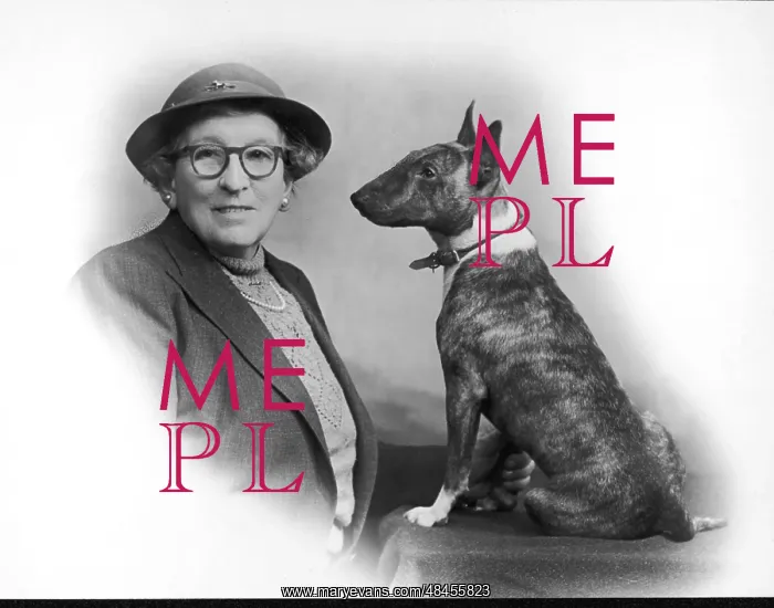 : FALL / BULL TERRIER / OWNER : FALL / BULL TERRIER / OWNER