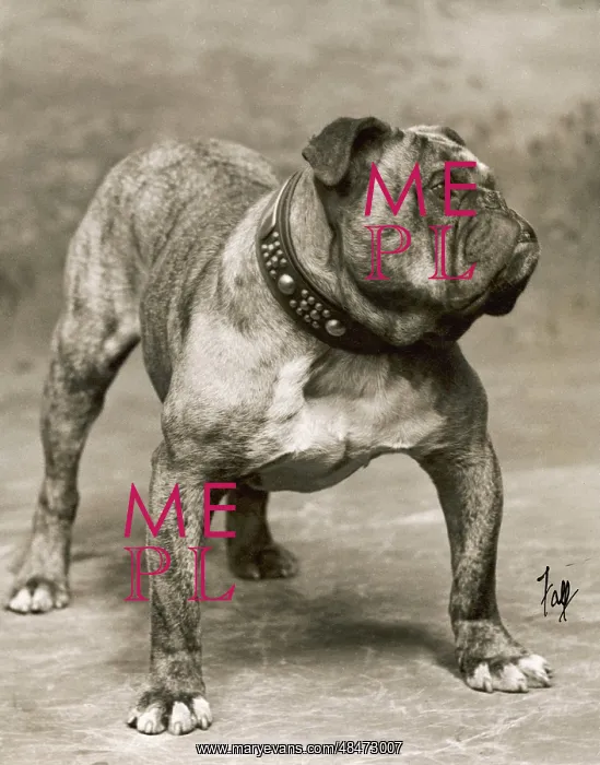  : FALL / BULLDOG / 1907