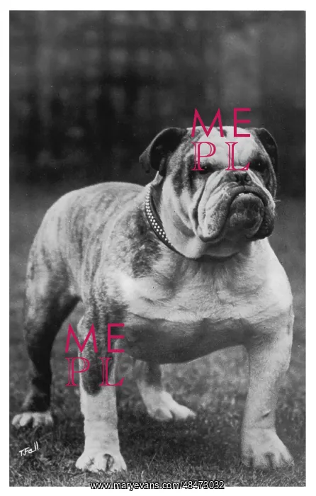  : Fall - Bulldog - 1922