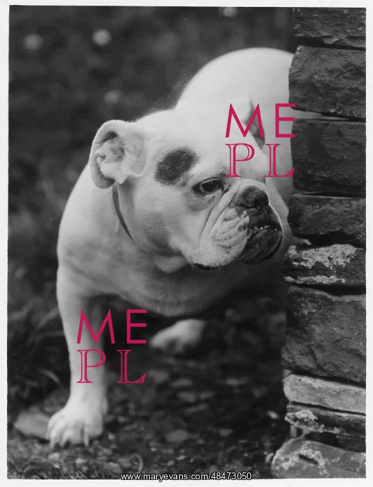 : FALL / BULLDOG / 1931 : FALL / BULLDOG / 1931
