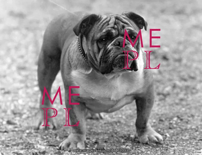  : FALL / BULLDOG / 1933