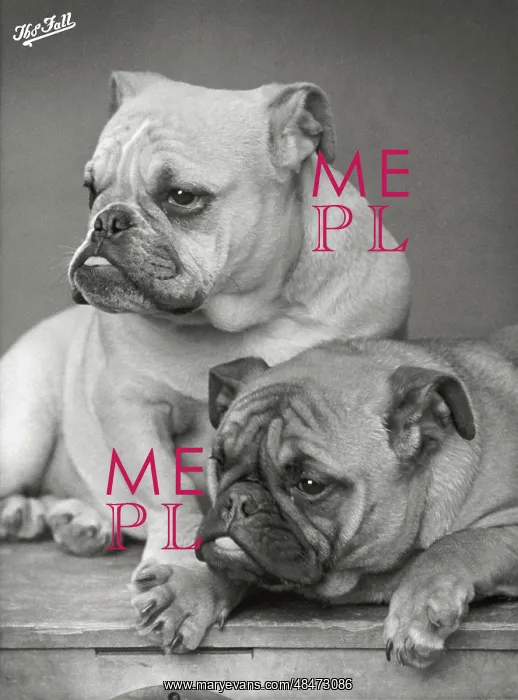 : Fall - Bulldog - 1933 : Fall - Bulldog - 1933