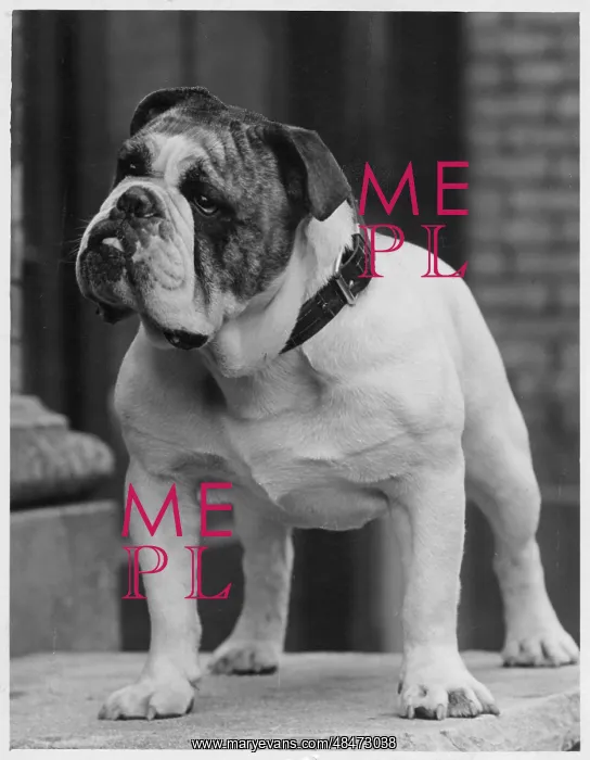  : FALL / BULLDOG / 1938