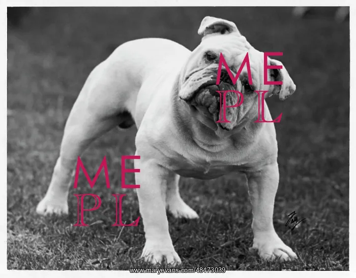  : Fall - Bulldog - 1939