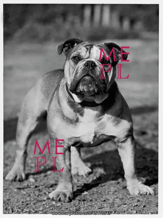  : Fall - Bulldog - 1945