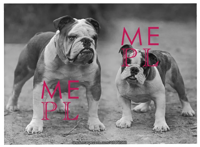  : Fall - Bulldog - 1946
