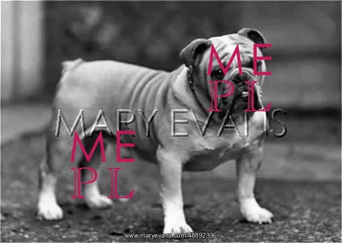  : FALL / BULLDOG / 1949