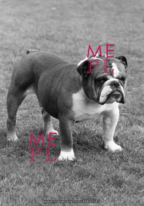  : FALL / BULLDOG / 1974