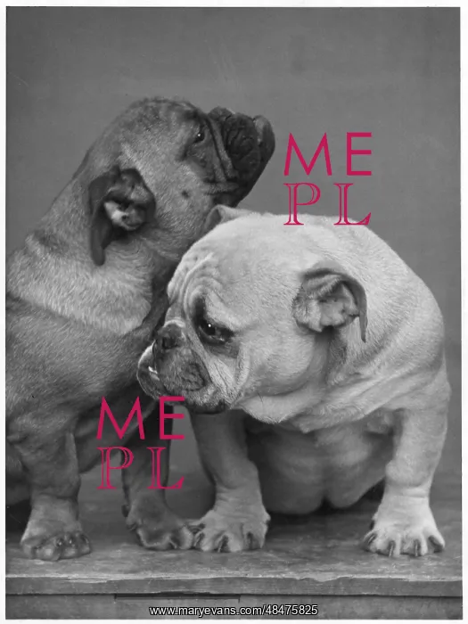  : Fall - Bulldog Puppies - 33