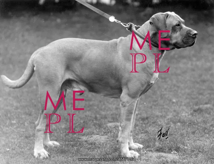 : FALL / BULLMASTIFF / 1930 : FALL / BULLMASTIFF / 1930
