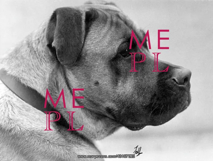  : FALL / BULLMASTIFF / 1933