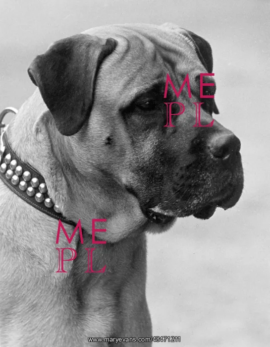 : FALL / BULLMASTIFF / 1935 : FALL / BULLMASTIFF / 1935